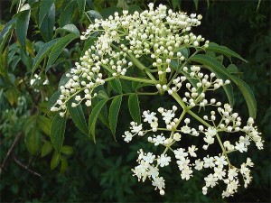 neem-2