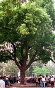neem-3