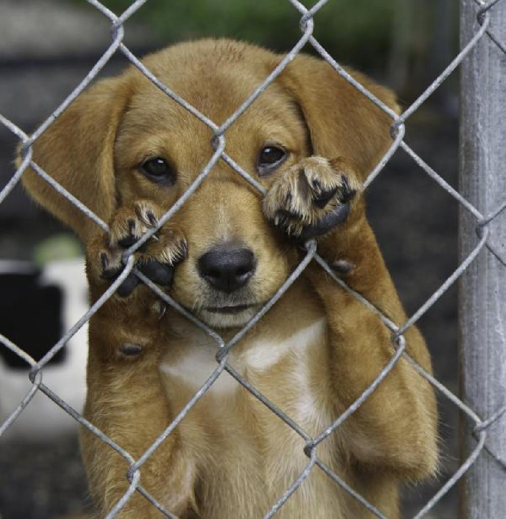 Donos de animais deverão ressarcir HM veterinário em caso de atendimento por maus-tratos